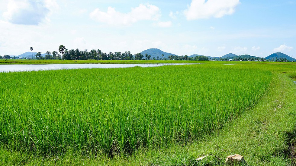 Hà Tiên, thành phố của những cánh đồng xanh - Ảnh 2. Hà Tiên, thành phố của những cánh đồng xanh - Ảnh 2.