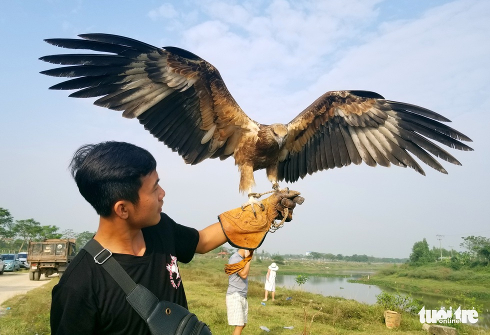 Mãn nhãn với những chú chim săn mồi sải cánh dũng mãnh - Ảnh 1. Mãn nhãn với những chú chim săn mồi sải cánh dũng mãnh - Ảnh 1.