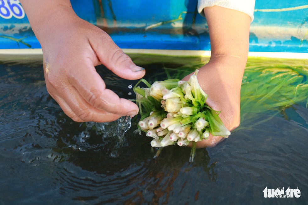 Tuyệt phẩm hẹ nước ăn kèm lẩu mắm, mắm kho - Ảnh 3. Tuyệt phẩm hẹ nước ăn kèm lẩu mắm, mắm kho - Ảnh 3.