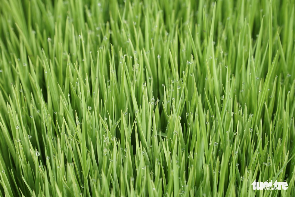 Mùa mạ non rộn ràng trên đồng Tháp Mười - Ảnh 2. Mùa mạ non rộn ràng trên đồng Tháp Mười - Ảnh 2.