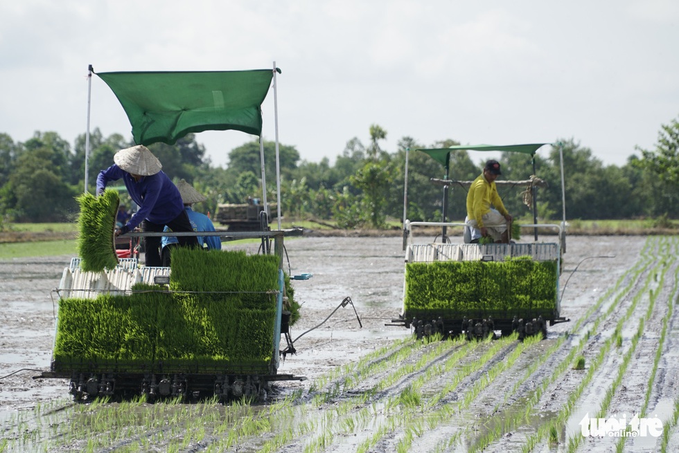Mùa mạ non rộn ràng trên đồng Tháp Mười - Ảnh 11. Mùa mạ non rộn ràng trên đồng Tháp Mười - Ảnh 11.