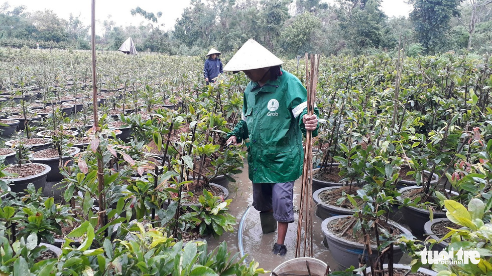 Thủ phủ mai miền Trung đưa mai đi trốn bão - Ảnh 4. Thủ phủ mai miền Trung đưa mai đi trốn bão - Ảnh 4.