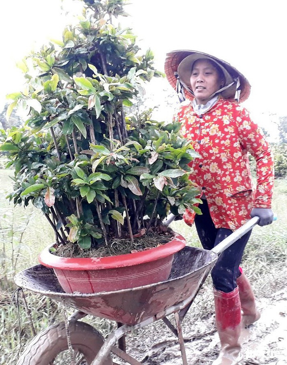 Thủ phủ mai miền Trung đưa mai đi trốn bão - Ảnh 5. Thủ phủ mai miền Trung đưa mai đi trốn bão - Ảnh 5.