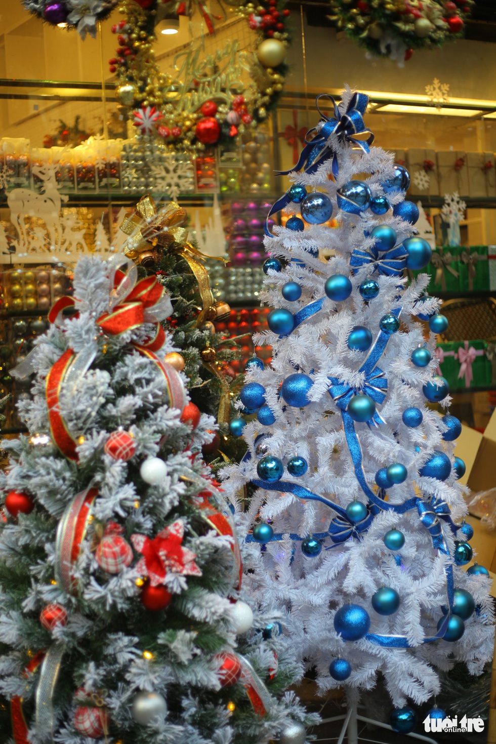 Chơi tới mùa Noel: thông 18-30 triệu vẫn hút khách - Ảnh 7. Chơi tới mùa Noel: thông 18-30 triệu vẫn hút khách - Ảnh 7.