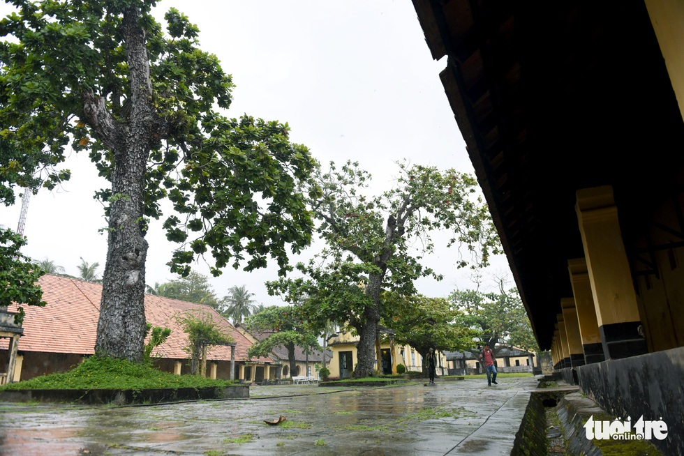 Cây bàng đi qua thăng trầm cùng người dân Côn Đảo - Ảnh 4. Cây bàng đi qua thăng trầm cùng người dân Côn Đảo - Ảnh 4.