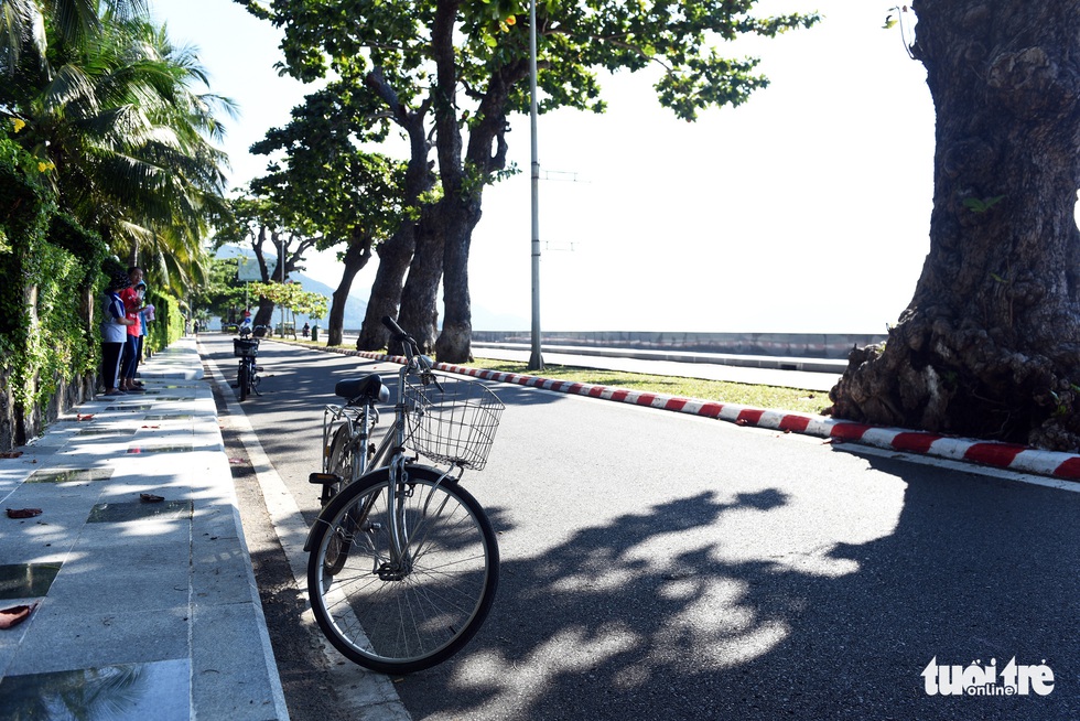 Cây bàng đi qua thăng trầm cùng người dân Côn Đảo - Ảnh 8. Cây bàng đi qua thăng trầm cùng người dân Côn Đảo - Ảnh 8.