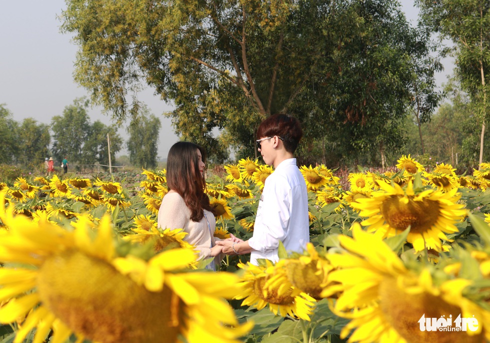 Selfie rực sắc vàng với vườn hướng dương ở TP.HCM - Ảnh 7. Selfie rực sắc vàng với vườn hướng dương ở TP.HCM - Ảnh 7.