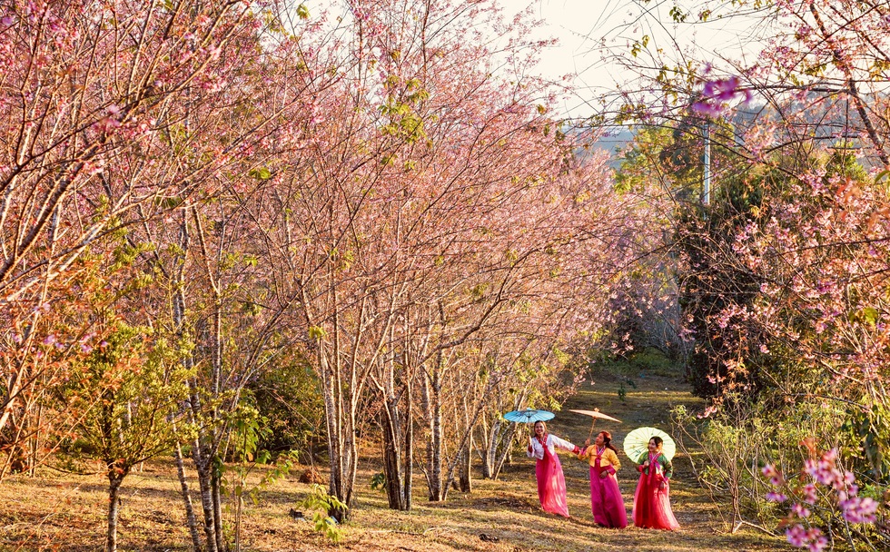 Pink plum blossoms in Mang Den - Photo 5.