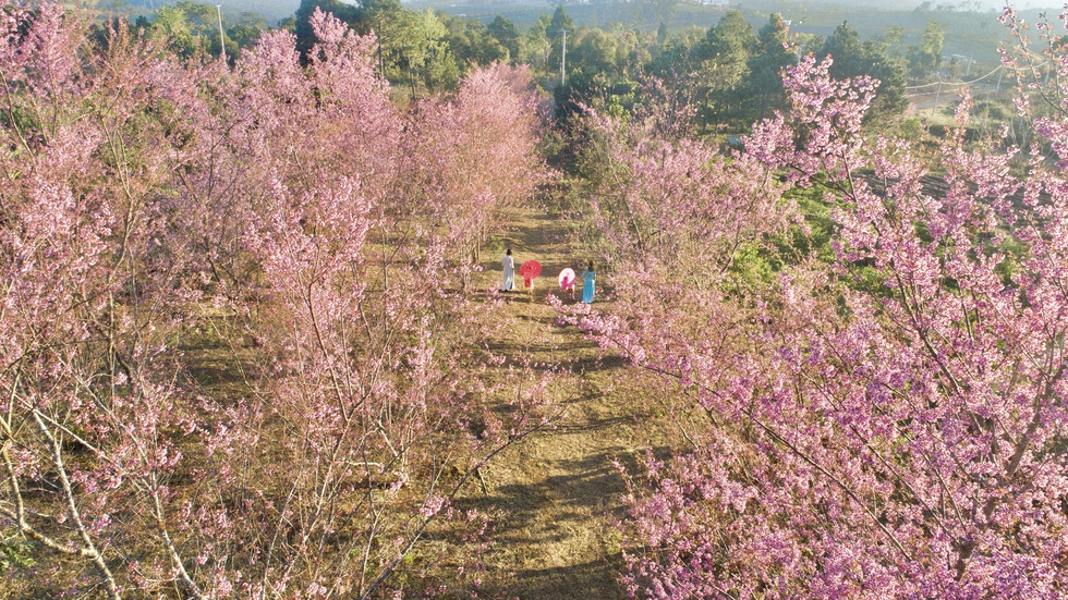 Cherry blossoms blooming in pink color at Mang Den - Photo 1.