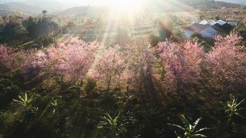 Pink plum blossoms in Mang Den - Photo 2.