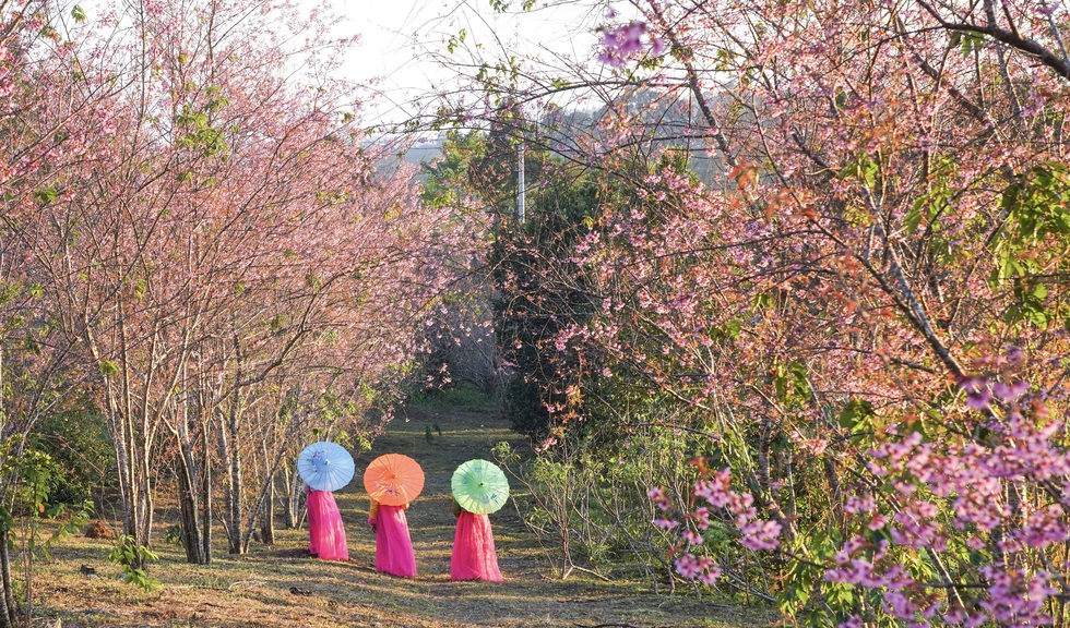 Pink plum blossoms at Mang Den - Photo 6.