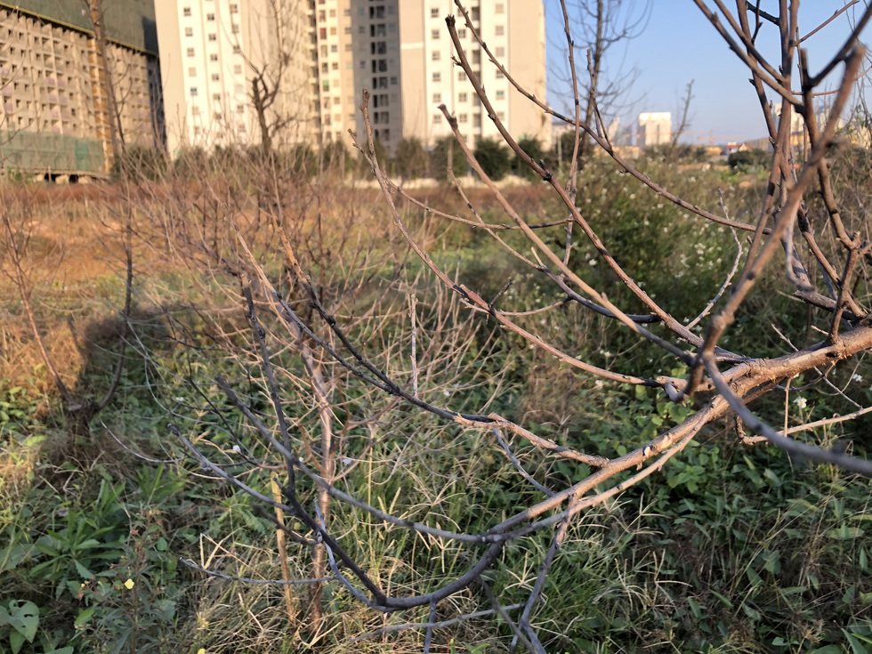 Chùm ảnh ‘mất tết’ vì hàng ngàn cây đào cháy khô - Ảnh 9. Chùm ảnh ‘mất tết’ vì hàng ngàn cây đào cháy khô - Ảnh 9.