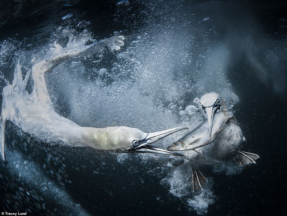Việt Nam thắng chung cuộc Sony World Photography Awards 2019 - Ảnh 4. Việt Nam thắng chung cuộc Sony World Photography Awards 2019 - Ảnh 4.