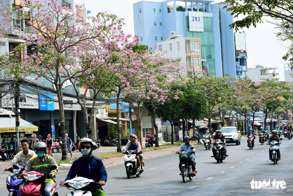 Hoa kèn hồng bung nở sớm, nhuộm tím những góc trời Sài Gòn - Ảnh 5.