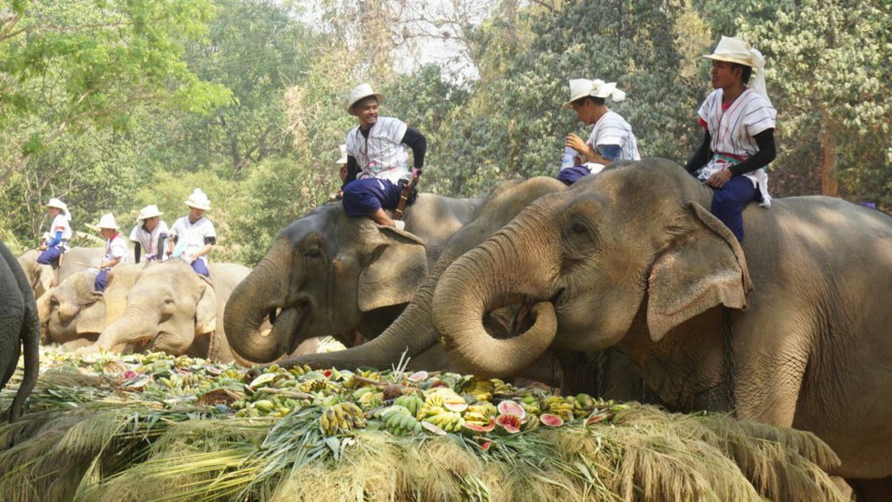 Ngày voi quốc gia Thái Lan: tắm, chơi và ăn rau quả - Ảnh 12. Ngày voi quốc gia Thái Lan: tắm, chơi và ăn rau quả - Ảnh 12.