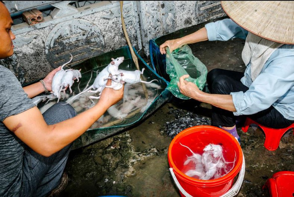 Đặc sản thịt chuột của Việt Nam lên tạp chí National Geographic - Ảnh 6. Đặc sản thịt chuột của Việt Nam lên tạp chí National Geographic - Ảnh 6.
