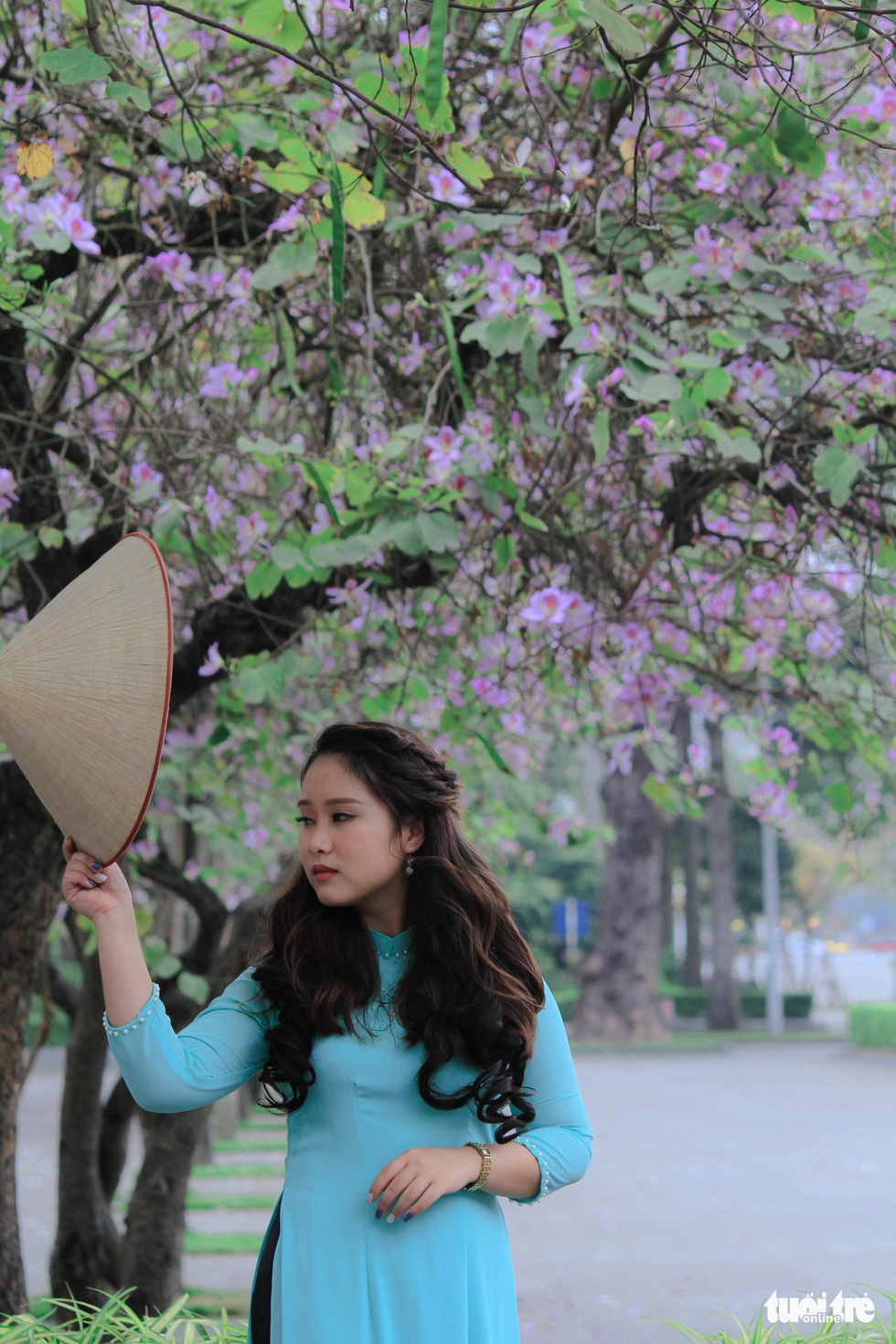Tháng 3 hoa ban tràn về Hà Nội - Ảnh 5. Tháng 3 hoa ban tràn về Hà Nội - Ảnh 5.