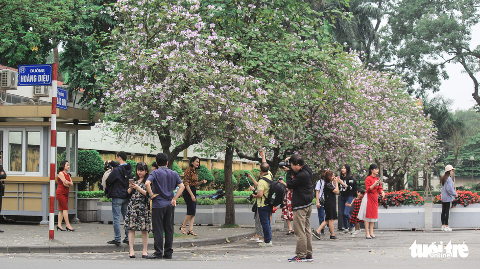 Tháng 3 hoa ban tràn về Hà Nội - Ảnh 4. Tháng 3 hoa ban tràn về Hà Nội - Ảnh 4.