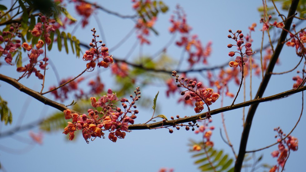Thương ơi là thương chùm bông ô môi rực hồng tháng 3 miền Tây - Ảnh 4. Thương ơi là thương chùm bông ô môi rực hồng tháng 3 miền Tây - Ảnh 4.
