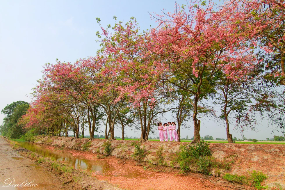 Thương ơi là thương chùm bông ô môi rực hồng tháng 3 miền Tây - Ảnh 1. Thương ơi là thương chùm bông ô môi rực hồng tháng 3 miền Tây - Ảnh 1.