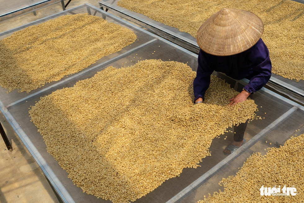 Đẹp mê ly mùa hái hạt vàng ở Đà Lạt - Ảnh 9. Đẹp mê ly mùa hái hạt vàng ở Đà Lạt - Ảnh 9.