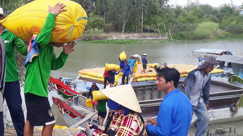 Nông dân neo lúa chờ giá - Ảnh 4. Nông dân neo lúa chờ giá - Ảnh 4.