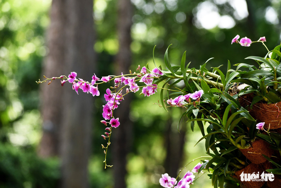Check-in công viên Tao Đàn ngắm hoa lan trong Sắc màu nhiệt đới - Ảnh 5.