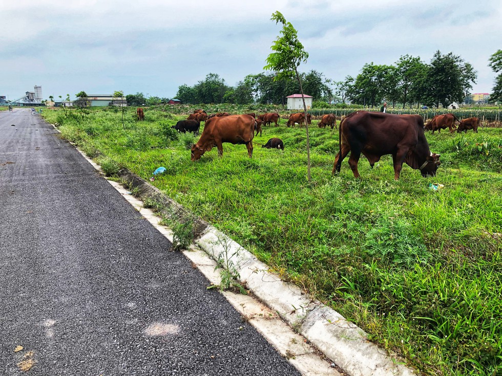 Xót xa đại đô thị ngàn tỉ để... thả bò - Ảnh 1. Xót xa đại đô thị ngàn tỉ để... thả bò - Ảnh 1.