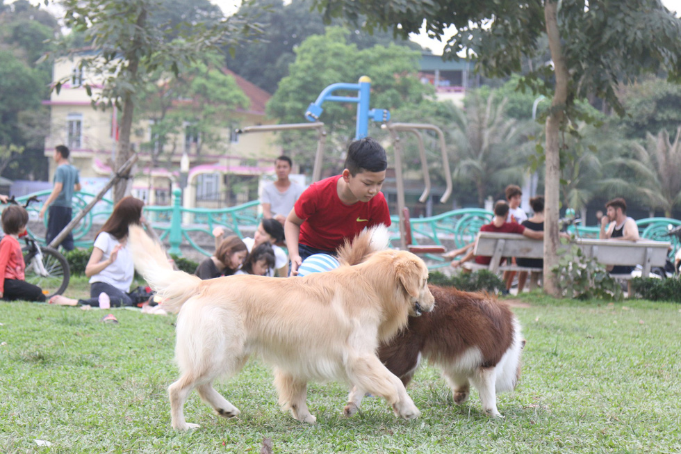 Chó không đeo rọ mõm lang thang khắp phố phường Hà Nội - Ảnh 3. Chó không đeo rọ mõm lang thang khắp phố phường Hà Nội - Ảnh 3.