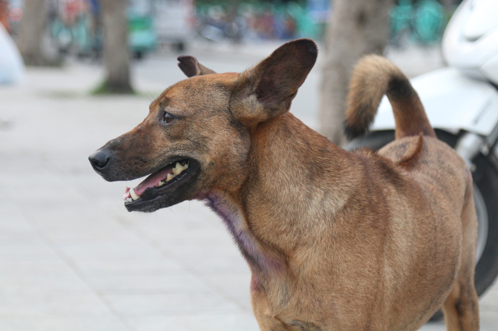 Chó không đeo rọ mõm lang thang khắp phố phường Hà Nội - Ảnh 4.