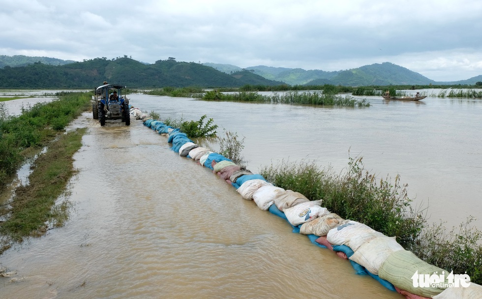 Cả làng đắp đê suốt 3 ngày đêm, cứu hơn 1.000ha lúa sắp thu hoạch - Ảnh 2. Cả làng đắp đê suốt 3 ngày đêm, cứu hơn 1.000ha lúa sắp thu hoạch - Ảnh 2.