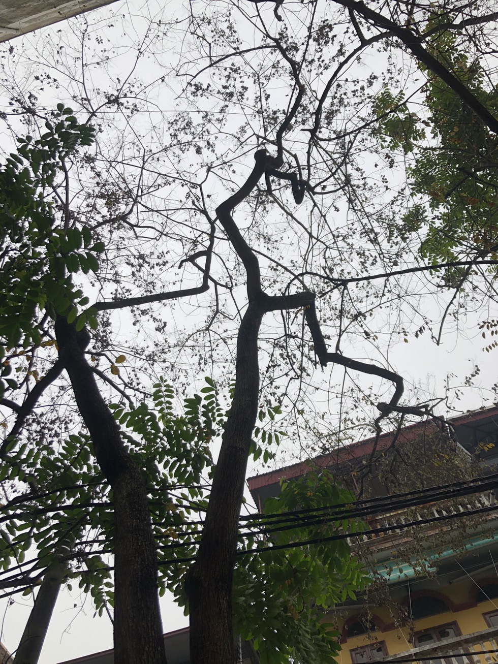 Hàng cây sưa 30 tuổi trong khu tập thể Hà Nội bị bức tử? - Ảnh 5. Hàng cây sưa 30 tuổi trong khu tập thể Hà Nội bị bức tử? - Ảnh 5.