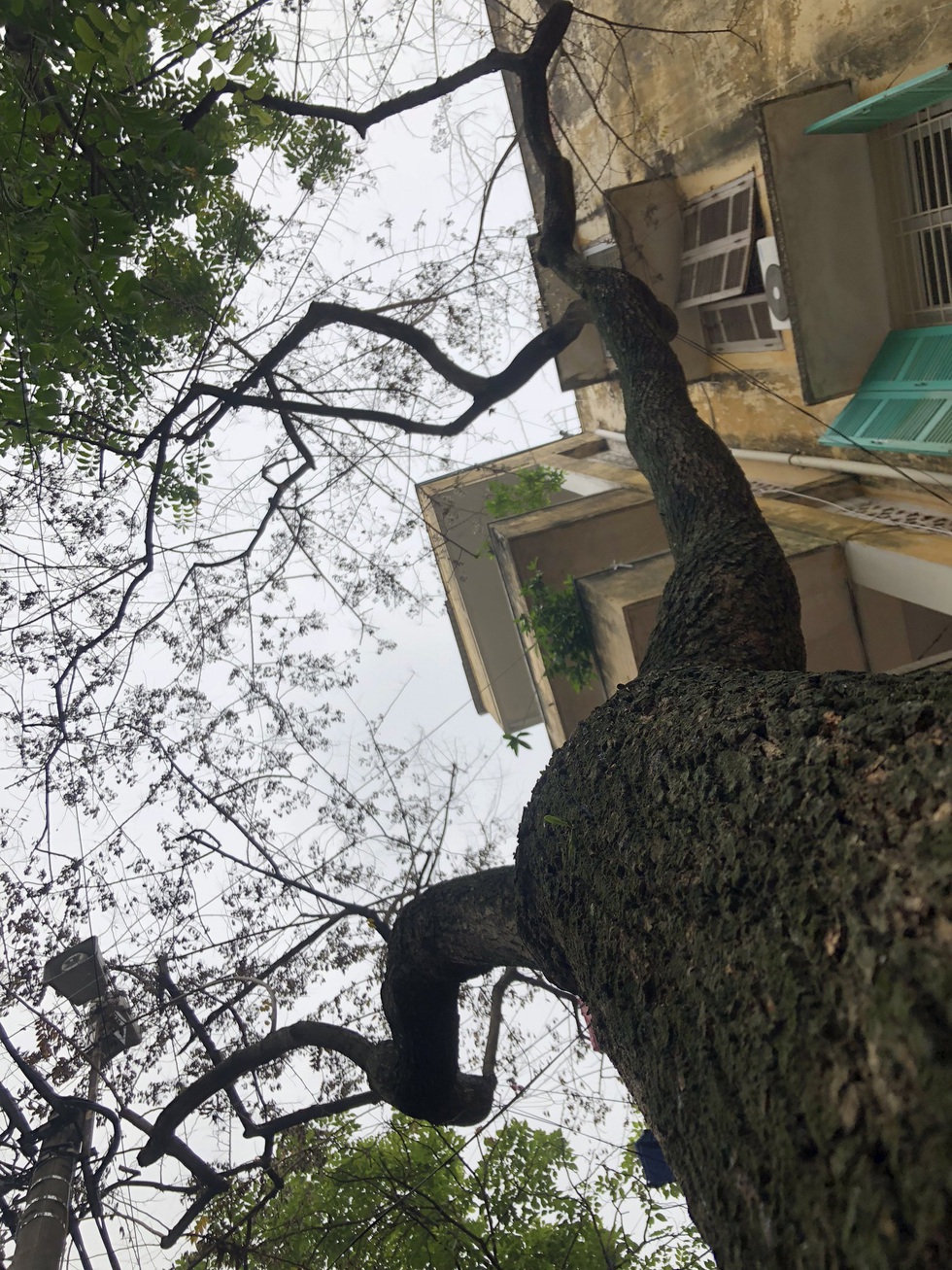 Hàng cây sưa 30 tuổi trong khu tập thể Hà Nội bị bức tử? - Ảnh 6. Hàng cây sưa 30 tuổi trong khu tập thể Hà Nội bị bức tử? - Ảnh 6.