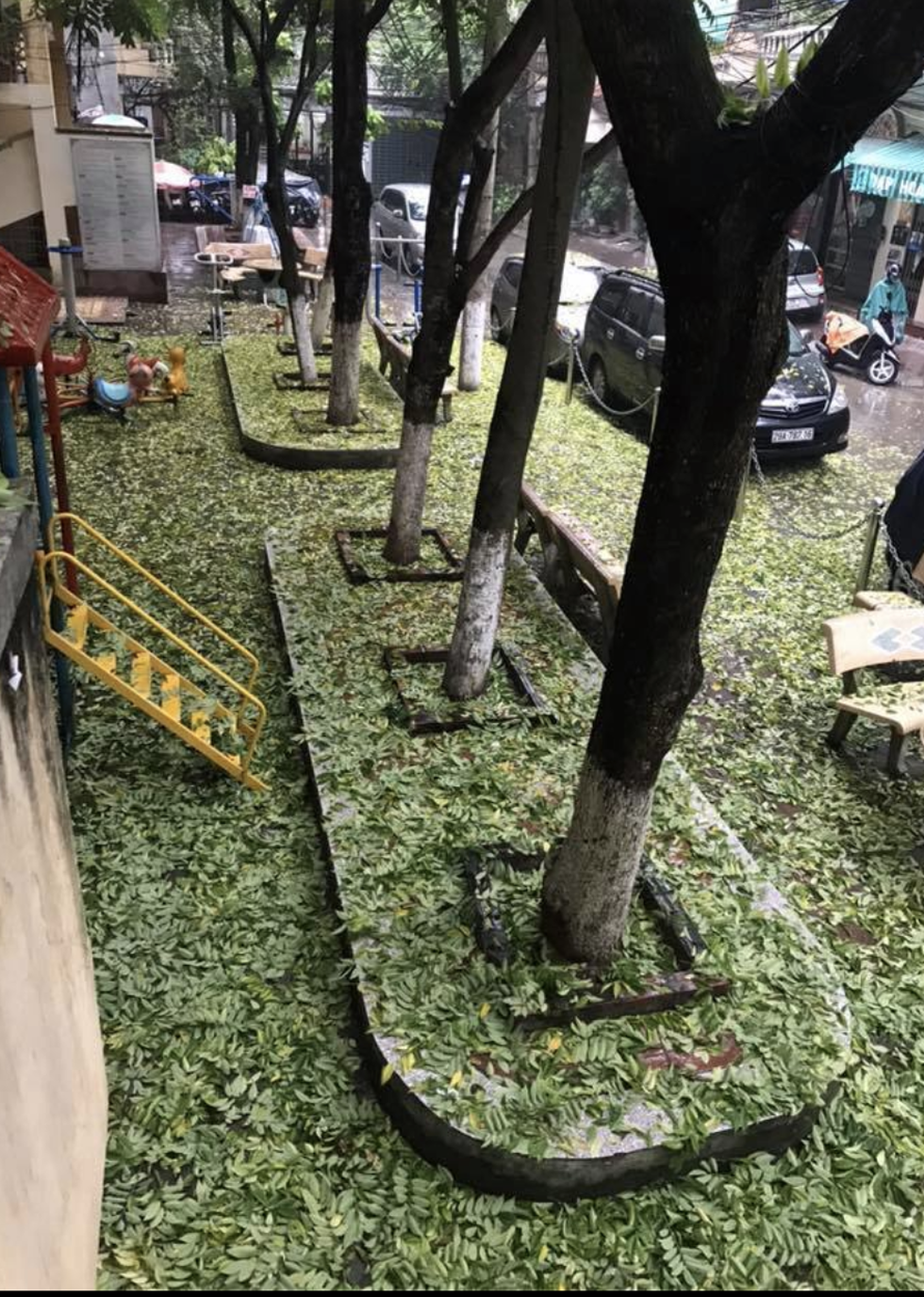 Hàng cây sưa 30 tuổi trong khu tập thể Hà Nội bị bức tử? - Ảnh 1. Hàng cây sưa 30 tuổi trong khu tập thể Hà Nội bị bức tử? - Ảnh 1.