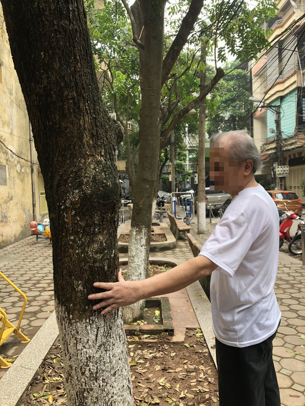 Hàng cây sưa 30 tuổi trong khu tập thể Hà Nội bị bức tử? - Ảnh 12. Hàng cây sưa 30 tuổi trong khu tập thể Hà Nội bị bức tử? - Ảnh 12.