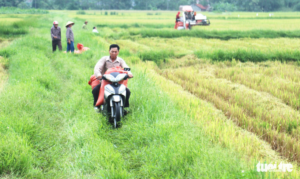 Nông dân Nghệ An hối hả thu hoạch lúa ‘chạy’ bão số 4 - Ảnh 4. Nông dân Nghệ An hối hả thu hoạch lúa ‘chạy’ bão số 4 - Ảnh 4.