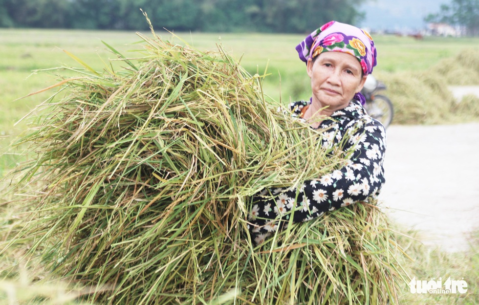 Nông dân Nghệ An hối hả thu hoạch lúa ‘chạy’ bão số 4 - Ảnh 10. Nông dân Nghệ An hối hả thu hoạch lúa ‘chạy’ bão số 4 - Ảnh 10.
