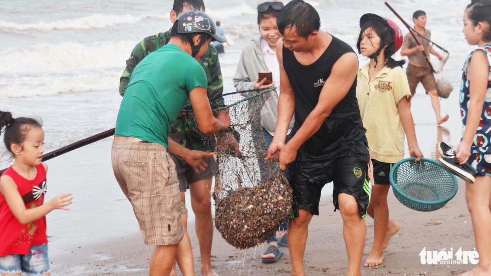 Cả trăm người dân, du khách tụ về bờ biển nhặt sò, ngao sau bão số 4 - Ảnh 8. Cả trăm người dân, du khách tụ về bờ biển nhặt sò, ngao sau bão số 4 - Ảnh 8.