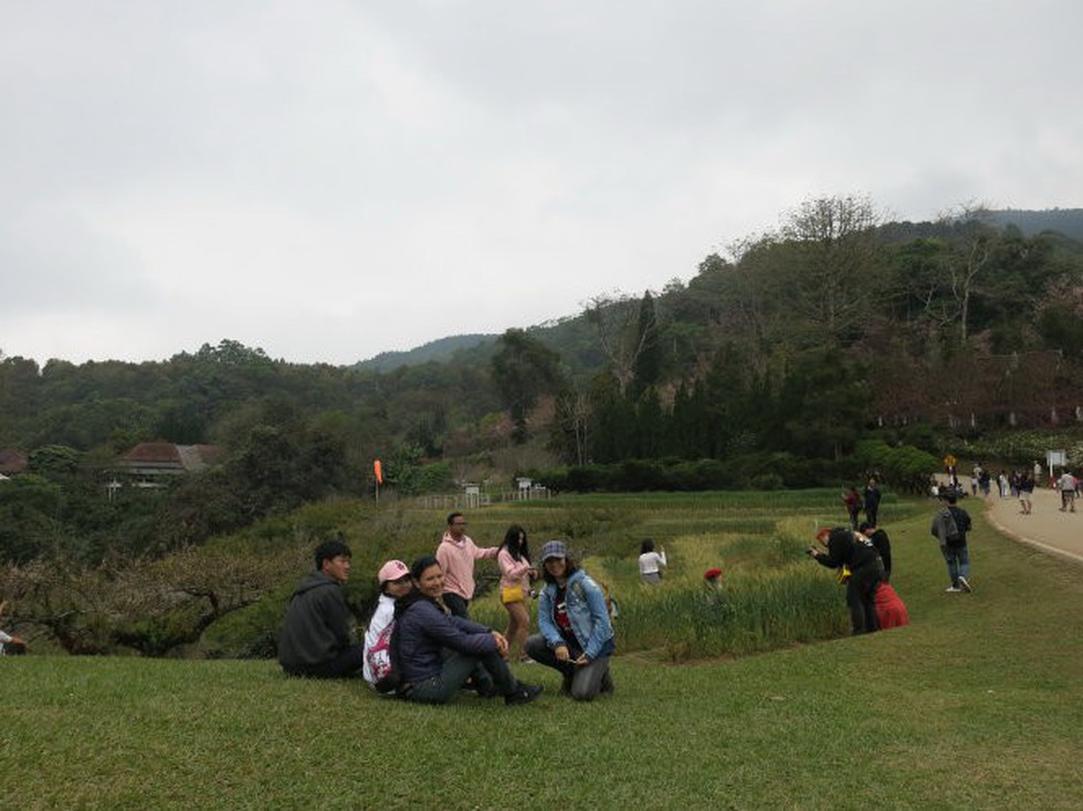 Vùng đất chết chóc Doi Angkhang - Nơi anh đào thắng anh túc - Ảnh 2. Vùng đất chết chóc Doi Angkhang - Nơi anh đào thắng anh túc - Ảnh 2.