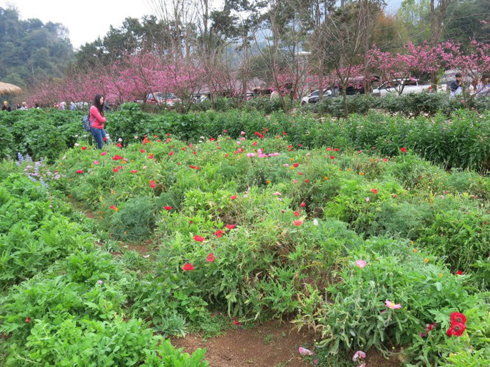 Vùng đất chết chóc Doi Angkhang - Nơi anh đào thắng anh túc - Ảnh 1. Vùng đất chết chóc Doi Angkhang - Nơi anh đào thắng anh túc - Ảnh 1.