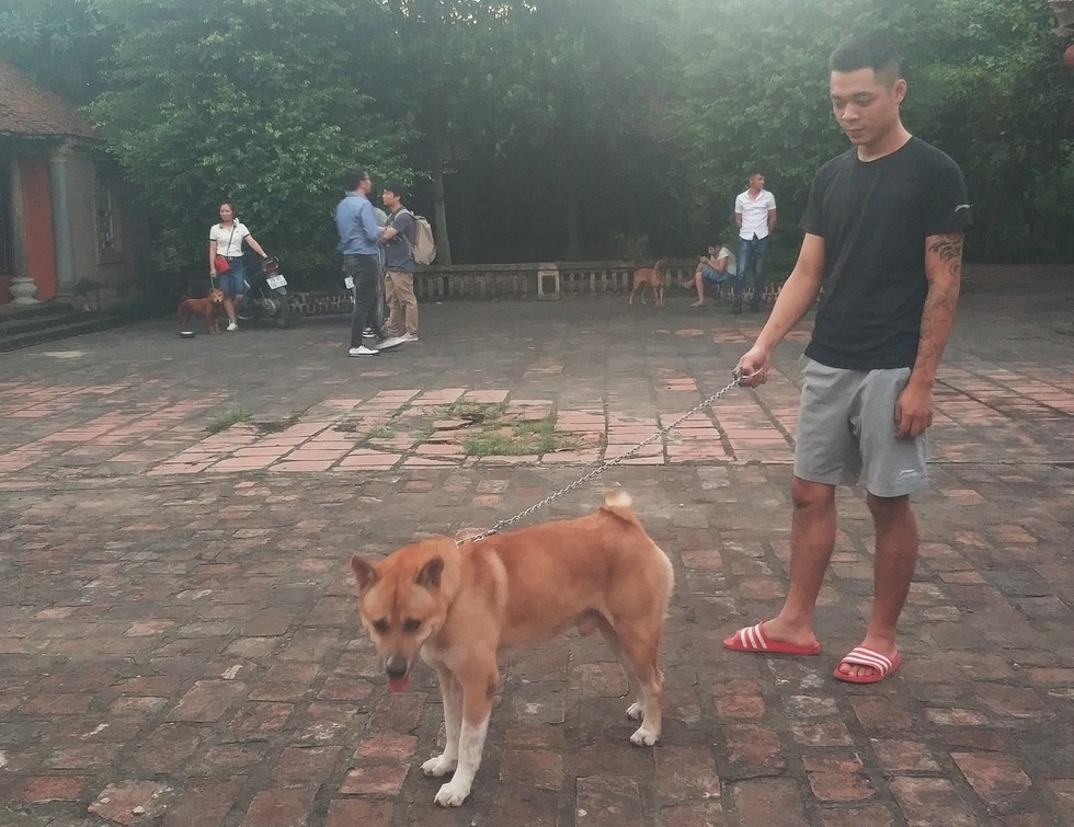 Cậu Vàng công bố dàn diễn viên, có khoảng 7 chú chó đóng cậu Vàng? - Ảnh 2. Cậu Vàng công bố dàn diễn viên, có khoảng 7 chú chó đóng cậu Vàng? - Ảnh 2.