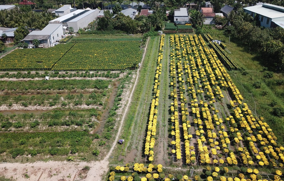 Hoa tết miền Tây tấp nập chuẩn bị thượng lộ lên Sài Gòn - Ảnh 6. Hoa tết miền Tây tấp nập chuẩn bị thượng lộ lên Sài Gòn - Ảnh 6.