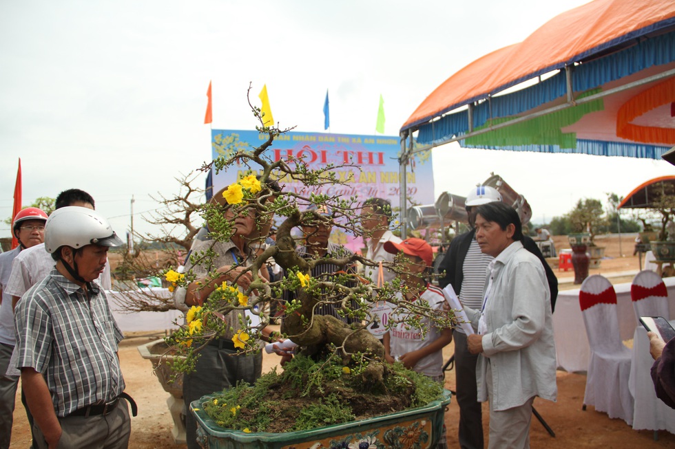 Chiêm ngưỡng đại lão mai Nét xưa Bình Định, Khủng long bạo chúa, Vũ nữ chân dài - Ảnh 6. Chiêm ngưỡng đại lão mai Nét xưa Bình Định, Khủng long bạo chúa, Vũ nữ chân dài - Ảnh 6.