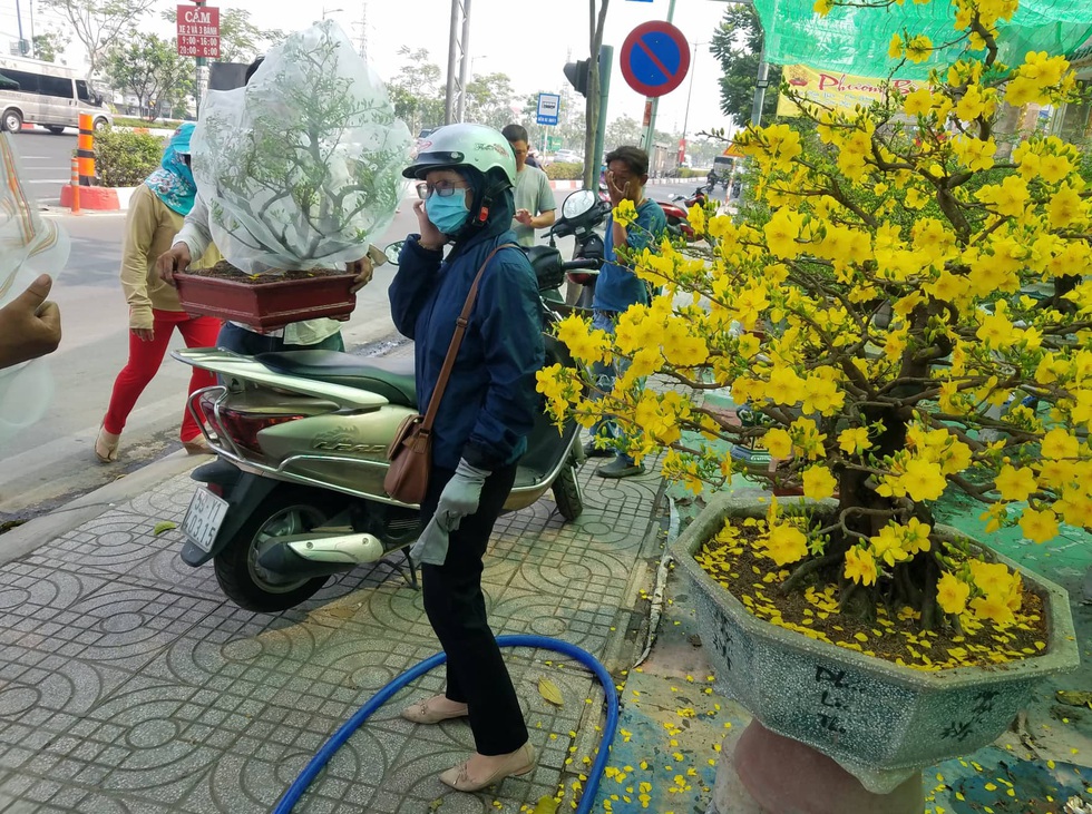 Mai tết Sài Gòn bay đi Hà Nội, Campuchia - Ảnh 1. Mai tết Sài Gòn bay đi Hà Nội, Campuchia - Ảnh 1.