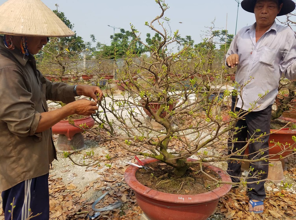 Mai tết Sài Gòn bay đi Hà Nội, Campuchia - Ảnh 5. Mai tết Sài Gòn bay đi Hà Nội, Campuchia - Ảnh 5.