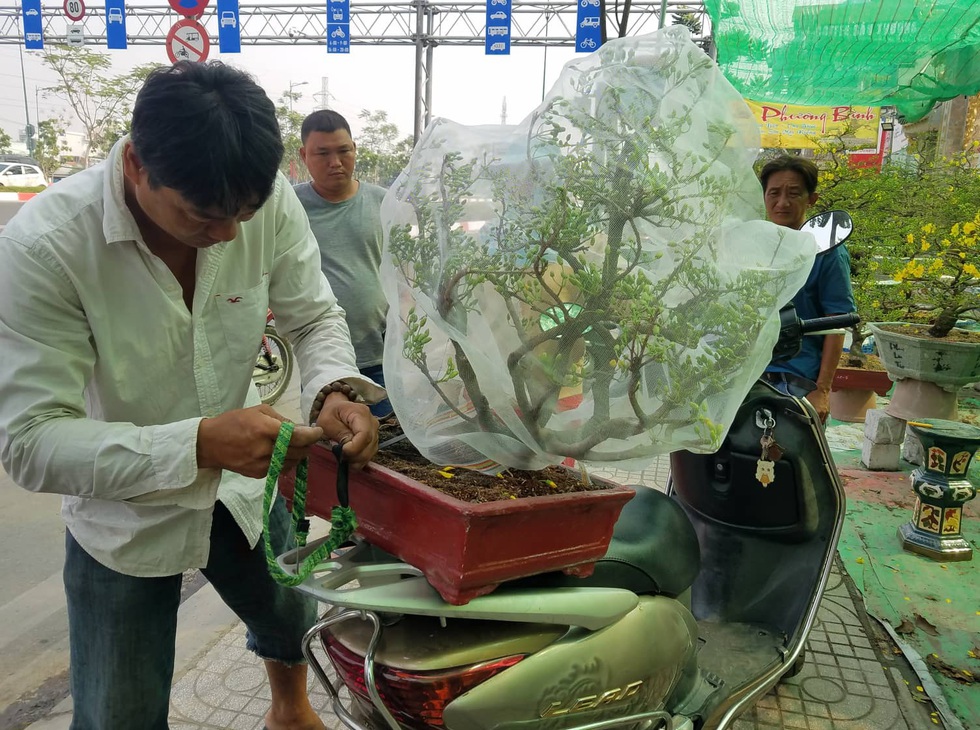 Mai tết Sài Gòn bay đi Hà Nội, Campuchia - Ảnh 7. Mai tết Sài Gòn bay đi Hà Nội, Campuchia - Ảnh 7.