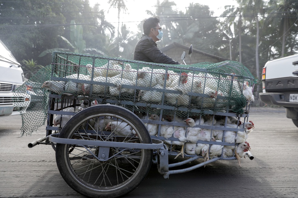 Thú cưng, gia súc, gia cầm được giải cứu và di tản vì tro núi lửa ở Philippines - Ảnh 6. Thú cưng, gia súc, gia cầm được giải cứu và di tản vì tro núi lửa ở Philippines - Ảnh 6.