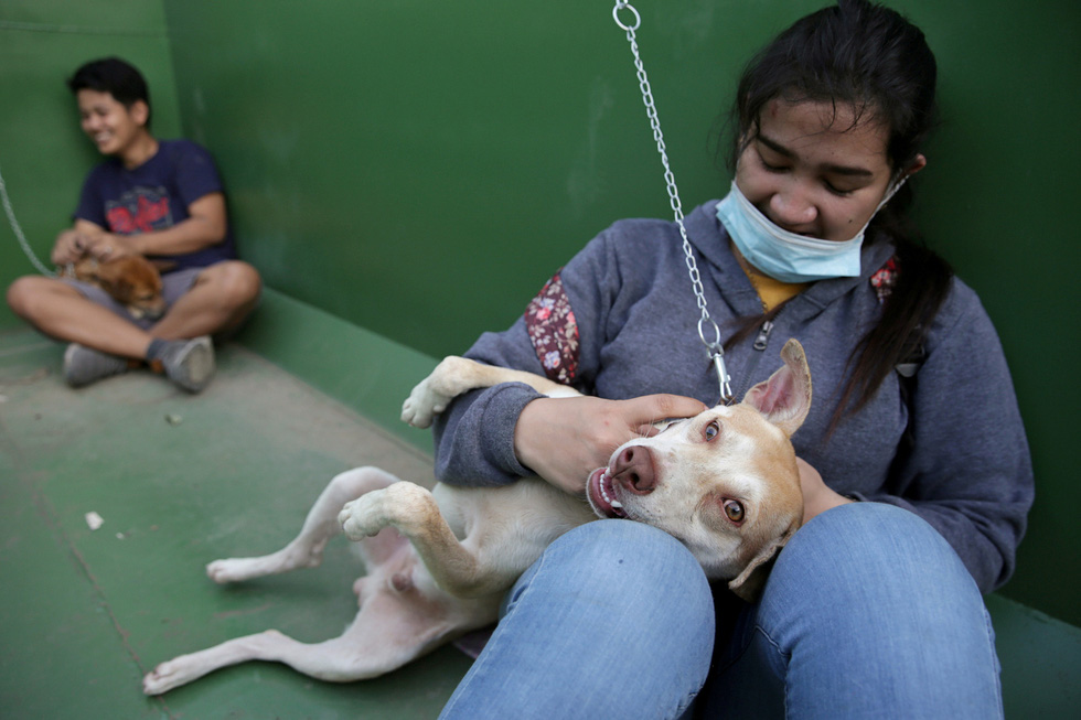 Thú cưng, gia súc, gia cầm được giải cứu và di tản vì tro núi lửa ở Philippines - Ảnh 5. Thú cưng, gia súc, gia cầm được giải cứu và di tản vì tro núi lửa ở Philippines - Ảnh 5.