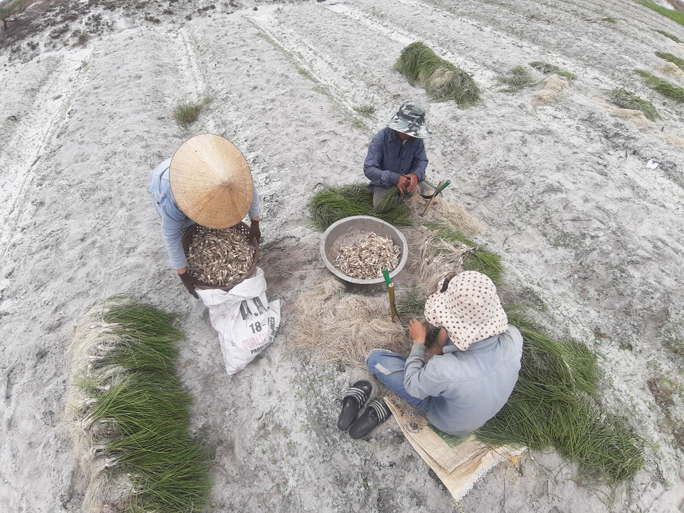 Kiệu Tết được mùa, được giá, được cả... thương lái bao tiêu - Ảnh 3. Kiệu Tết được mùa, được giá, được cả... thương lái bao tiêu - Ảnh 3.