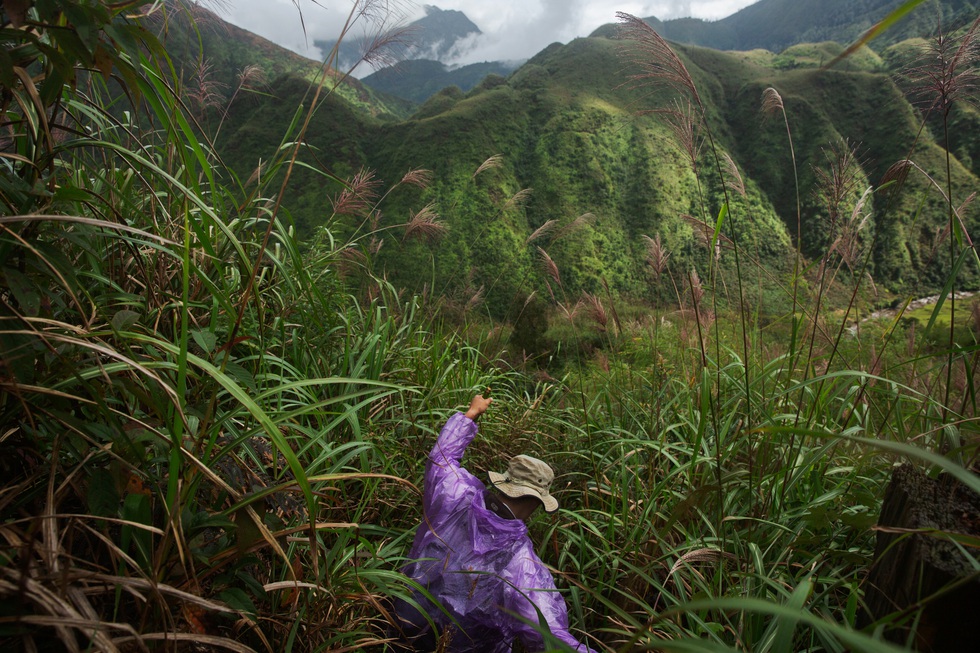 Chuyến thu hoạch thảo quả ở vườn quốc gia Hoàng Liên lên NatGeo - Ảnh 4. Chuyến thu hoạch thảo quả ở vườn quốc gia Hoàng Liên lên NatGeo - Ảnh 4.